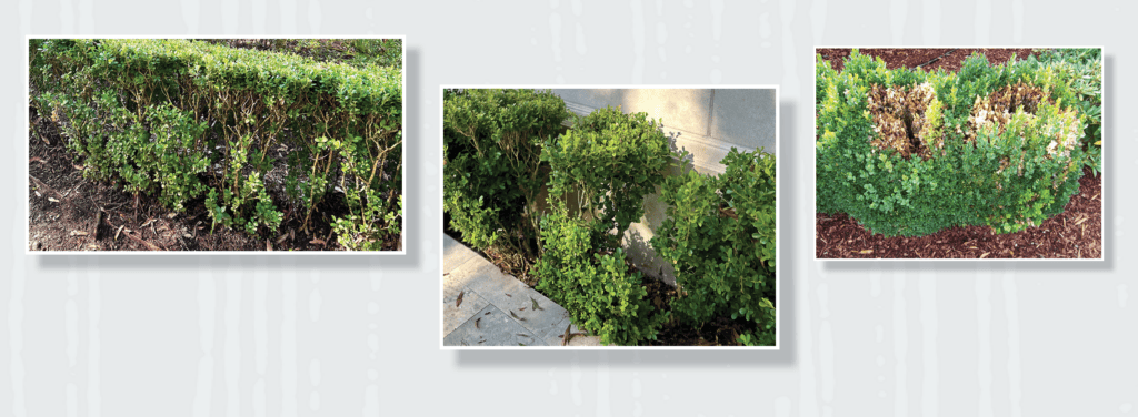 Boxwood Blight