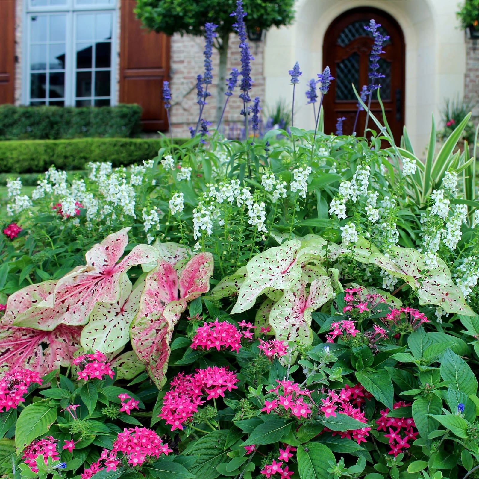 Muffet Caladiums In Color Bed