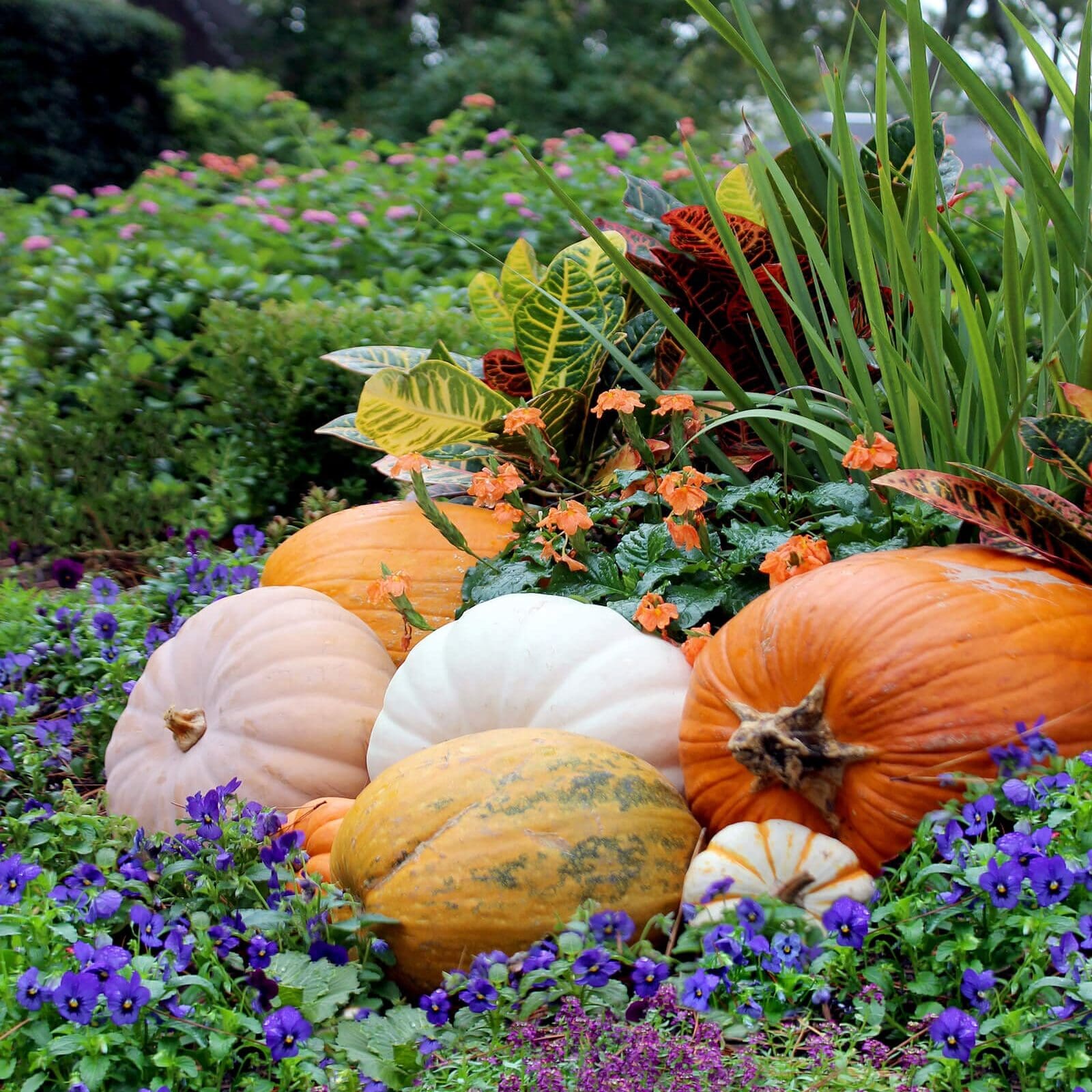 Pumpkins And Violas